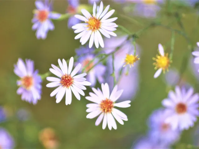 553fd9_b63d21b31f4c4e2fa5e16e8ec2b1df0b_mv2